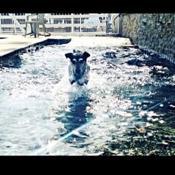 Briarcliff Pet Resort