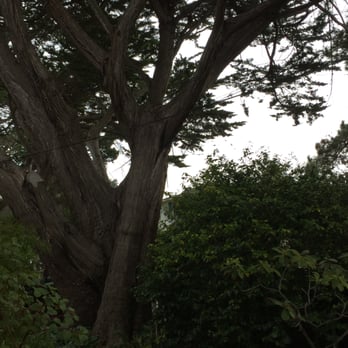 Carmel Cottage Inn - The beautiful old tree in our yard. - Hotels Near Me - Carmel, California