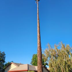 Matias tree service and landscape contractor