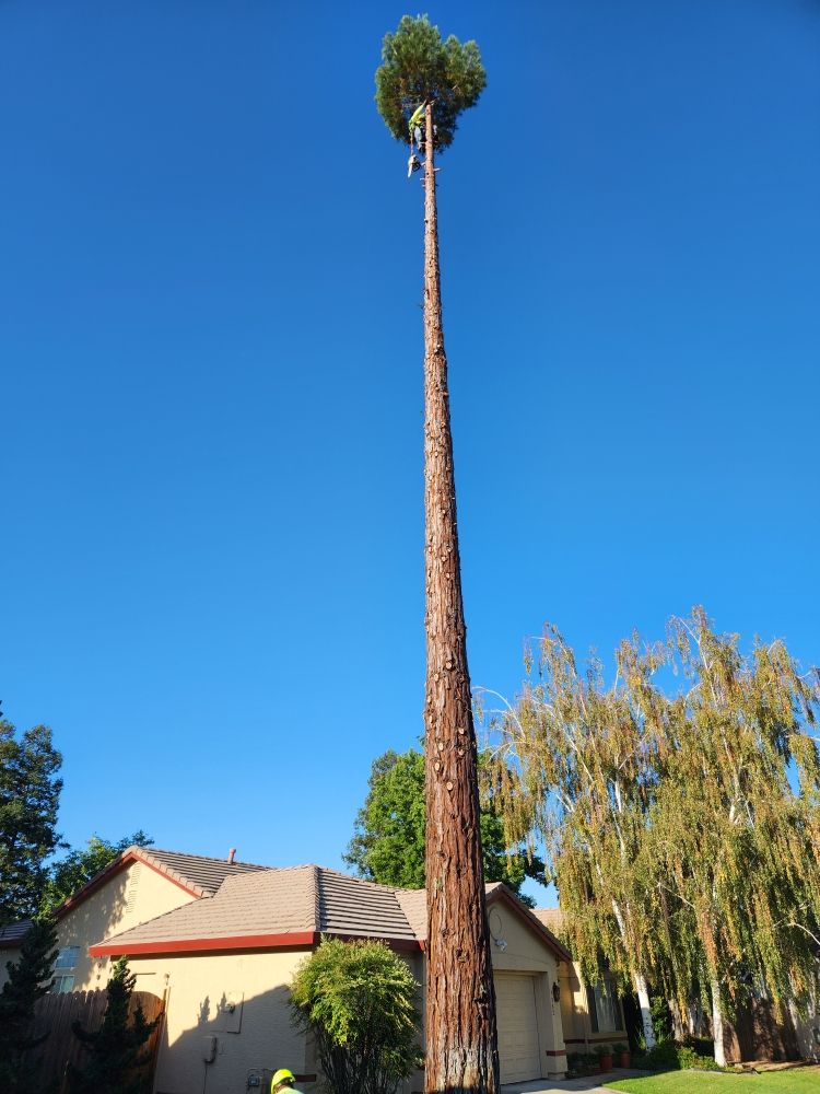 Matias tree service and landscape contractor - tree service in Sacramento, CA