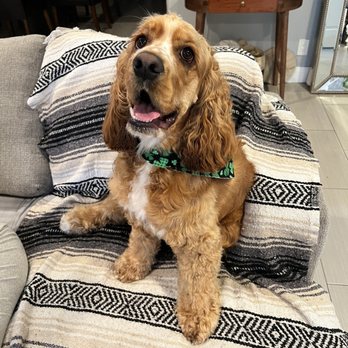 Aussie Pet Mobile Chino Hills - After - Pet Groomers Near Me