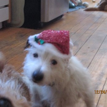 Ren's Mobil Service - Please come home mama- Lilly stole my chewy.... - Auto Repair Near Me - Amherst, Massachusetts Ren's Mobil Service - Please come home mama- Lilly stole my chewy.... - Auto Repair Near Me - Amherst, Massachusetts