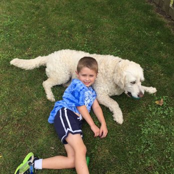 ROOT Dog Training - Pet Training Near Me - Northbrook, Illinois ROOT Dog Training - Pet Training Near Me - Northbrook, Illinois