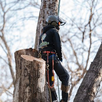 Chippers Tree Service - Removal of a Oak tree with hypoxylon canker. A fungal disease. - Tree Services Near Me - Grand Prairie, Texas Chippers Tree Service - Removal of a Oak tree with hypoxylon canker. A fungal disease. - Tree Services Near Me - Grand Prairie, Texas