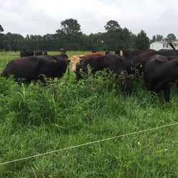 Ninja Cow Farm - Cows grazing on fresh grass daily