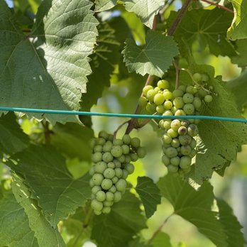 Big Little Wines - Hi grapes! - Wine Tasting Room Near Me - Suttons Bay, Michigan