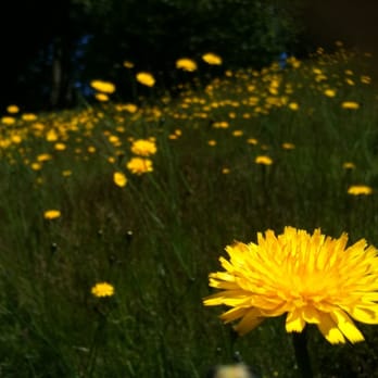 Kelsey Creek Farm Park - Venues & Event Spaces Near Me - Bellevue, Washington
