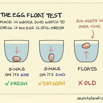 Maust's California Poultry - The Egg Float Test - Farms Near Me - Chino, California Maust's California Poultry - The Egg Float Test - Farms Near Me - Chino, California