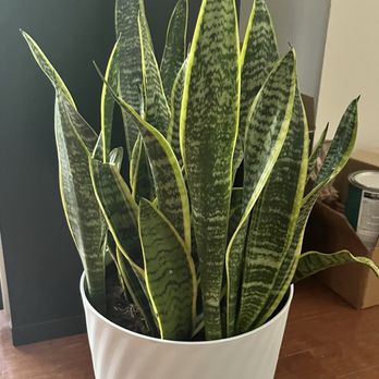 satin pothos yellow leaves Scindapsus jade satin aurea