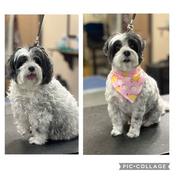 Paws N Tails - Before and After Grooming - Pet Groomers Near Me - Cumming, Georgia Paws N Tails - Before and After Grooming - Pet Groomers Near Me - Cumming, Georgia