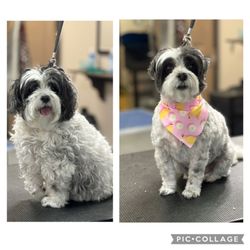Paws N Tails - Before and After Grooming