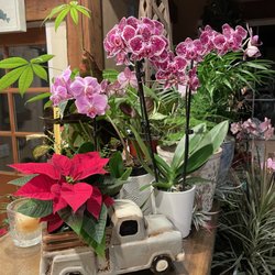 Gualala Nursery and Trading Company - We Have lots of poinsettia's fresh orchids House Plants!