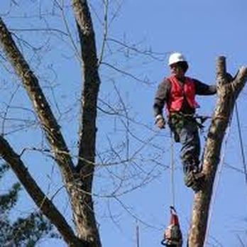 Garcia's Construction & Tree Service - a man cutting a tree - General Contractors Near Me - San Jose, California Garcia's Construction & Tree Service - a man cutting a tree - General Contractors Near Me - San Jose, California