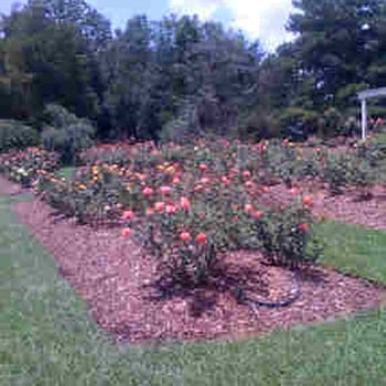 Witherspoon Rose Culture - Florists Near Me - Durham, North Carolina Witherspoon Rose Culture - Florists Near Me - Durham, North Carolina