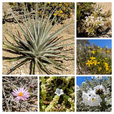 Ventura Botanical Gardens by null