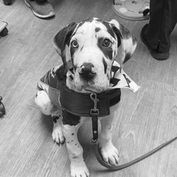 Pennell Veterinary Clinic - roman at pennell vet!