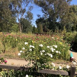 Pretty outdoor flower garden.