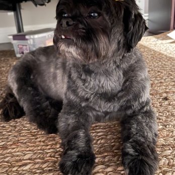 Outlet Mobile Pet Grooming - Mimi with her beautiful bows. I will be using outlet grooming again and again with Clodoveu. - Pet Groomers Near Me