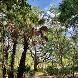 Fish Hawk Nature Preserve South