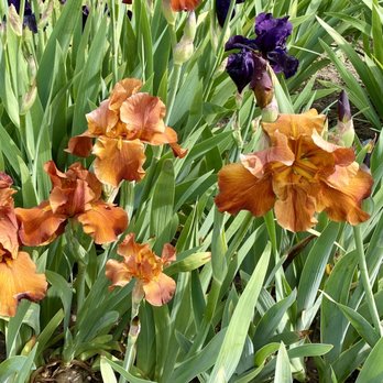 Presby Memorial Iris Gardens - Home & Garden Near Me - Montclair, New Jersey Presby Memorial Iris Gardens - Home & Garden Near Me - Montclair, New Jersey