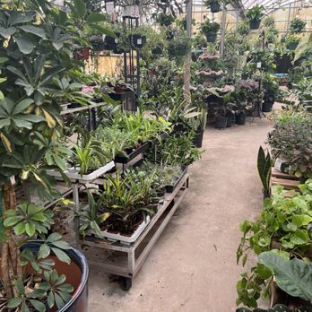 Whitfill Nursery - Houseplant section - The image shows the interior of a greenhouse or plant nursery with a variety of potted plants arranged on shelves, tables, and the floor. Hanging plants are suspended from the ceiling, and there are multiple types of foliage, including broad-leafed and narrow-leafed plants. The space is well-lit with natural light coming through the transparent roof, and the concrete floor is visible along a central walkway. The setting appears organized for retail or cultivation purposes. - Nurseries & Gardening Near Me - Gilbert, Arizona
