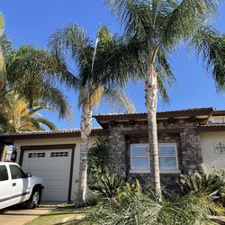Queen palms being trimmed and cleaned