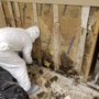 Photo of King David Mold Removal