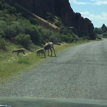 Challis Hot Springs - We saw several mountain sheep and babies, right up around the corner - Bed & Breakfast Near Me - Challis, Idaho Challis Hot Springs - We saw several mountain sheep and babies, right up around the corner - Bed & Breakfast Near Me - Challis, Idaho