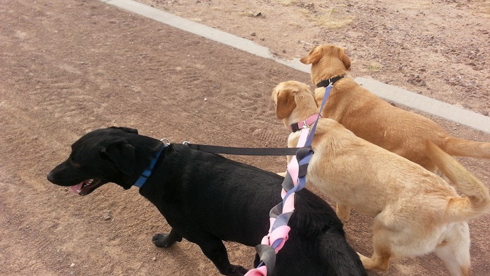 Tails to GO! Pet Service - pet boarding facility in El Paso, TX