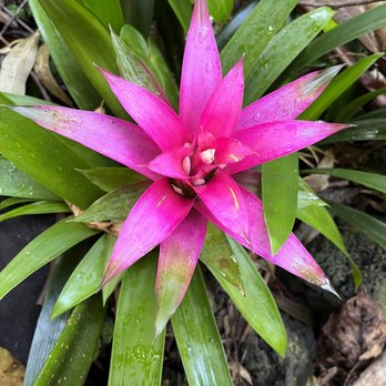 Kona Cloud Forest Sanctuary - Vibrant flower - Walking Tours Near Me - Kailua-Kona, Hawaii
