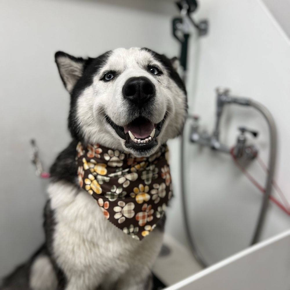Splash N Dash DIY Dog Wash - Pet Groomers Near Me - Orange, California