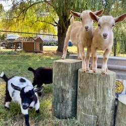 Whispering Pines Alpaca Farm - Meet our little "hobbits" Frodo, Sam, Merri, and Pippen!
