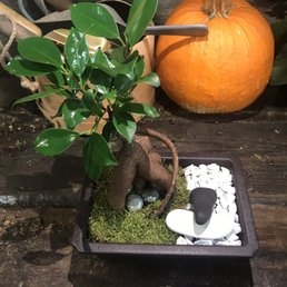 Bonsai making class! Bonsai making class!