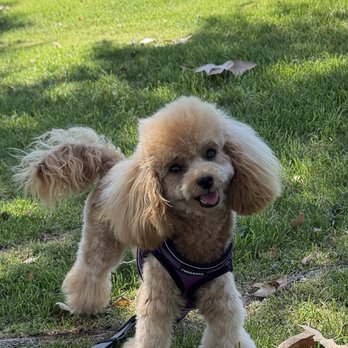Fluffy Paws Grooming Studio - Barbie just after her grooming session with Laura - Pet Groomers Near Me - Mission Viejo, California