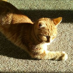 Just Animals Shelter - Ginger, kitten so sick from Just Animals.