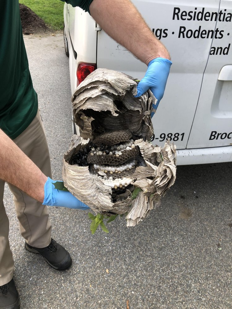 BROCHU PEST SOLUTIONS Updated October 2024 9 Martin Ave, Salem, New