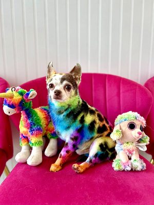 Dogue Spa - The Coolest Dog Grooming Salon by null