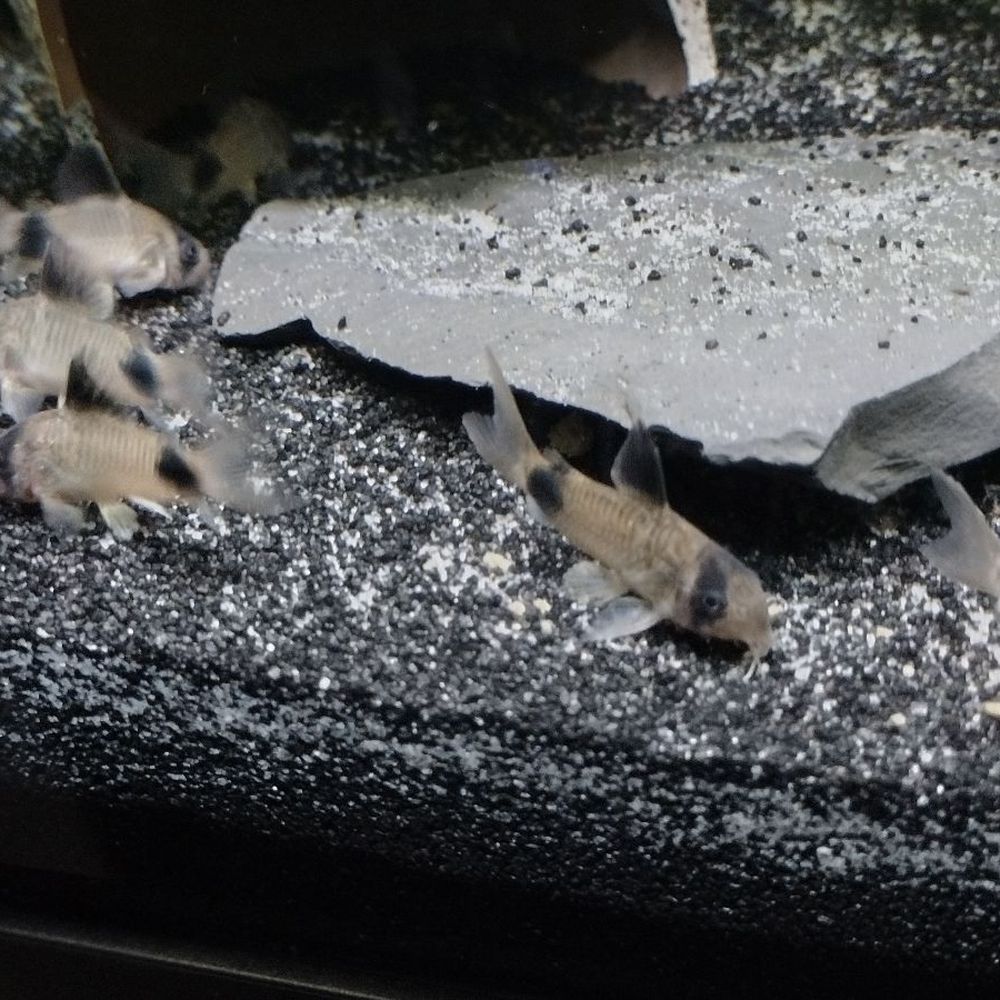 box fish bahamas Pufferfish and Boxfish Identification Guide