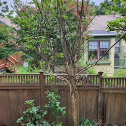 Yas Tree Services - Pruned tree