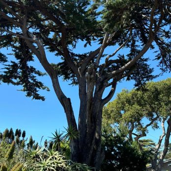 Lopez Tree Service - After - Tree Services Near Me - Seaside, California Lopez Tree Service - After - Tree Services Near Me - Seaside, California