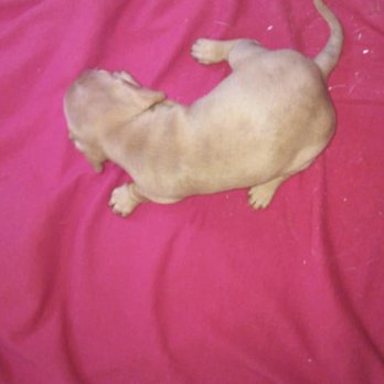 Darlin Desert Dachshunds - Pet Breeders Near Me