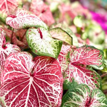 The Home Depot - Candyland Caladium - isn't this pretty? - Hardware Stores Near Me - Garden Grove, California The Home Depot - Candyland Caladium - isn't this pretty? - Hardware Stores Near Me - Garden Grove, California