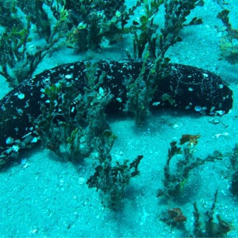 Extended Horizons Scuba - Diving Near Me - Lahaina, Hawaii Extended Horizons Scuba - Diving Near Me - Lahaina, Hawaii