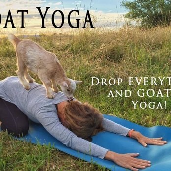 Goat Yoga - Goat Yoga - Yoga Near Me Goat Yoga - Goat Yoga - Yoga Near Me