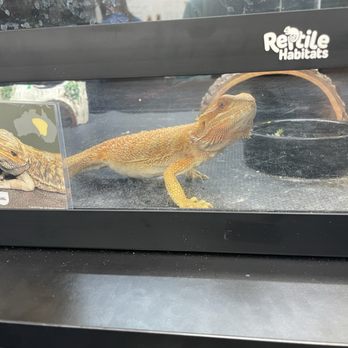 High Desert Reptiles 801 - Reptile Shops Near Me - Bountiful, Utah