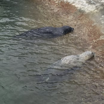 Ocean World - Two of their many sea lions. One was hurt in Miami and can't be released into the wild so they take care if her here. - Aquariums Near Me - Crescent City, California