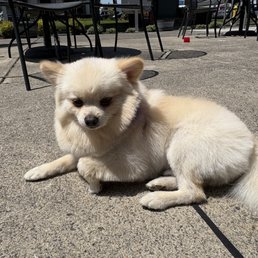 He knows he looks good on grooming days He knows he looks good on grooming days