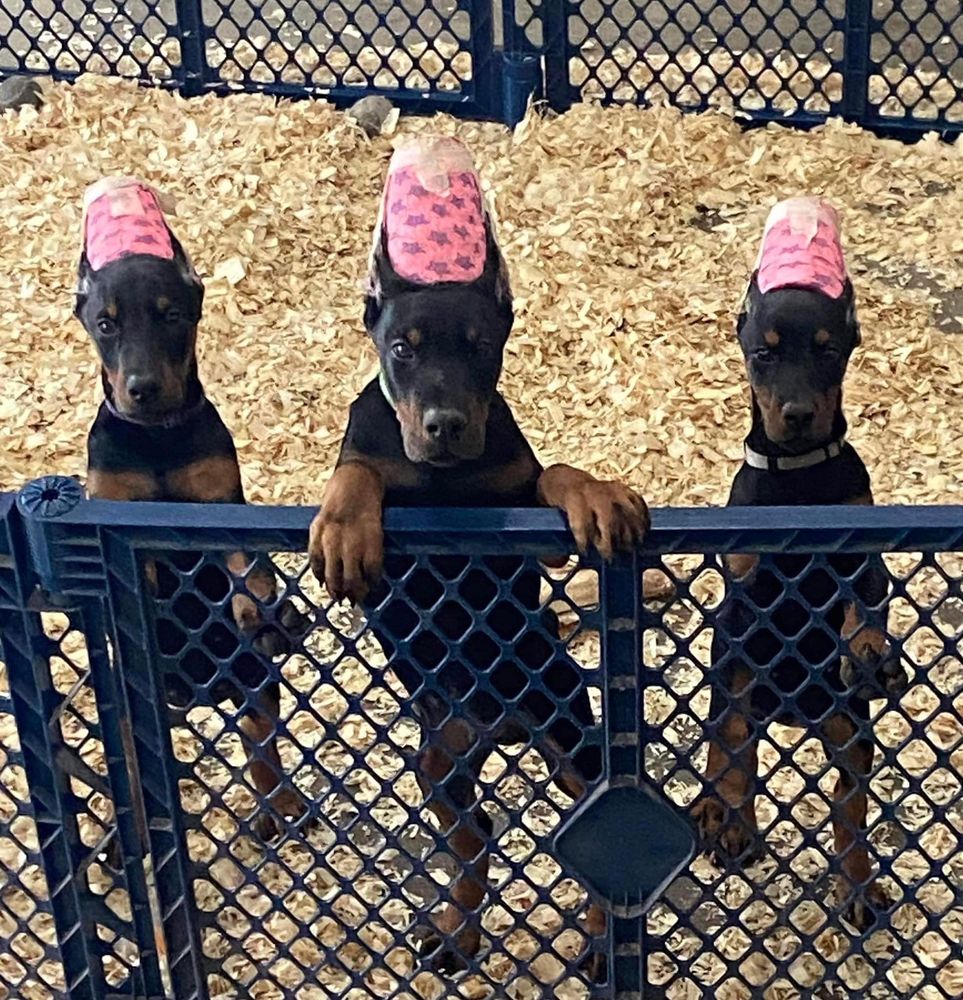 RIALS EUROPEAN DOBERMANS 352 Hemlock Rd, Grove City, Pennsylvania Pet Breeders Phone