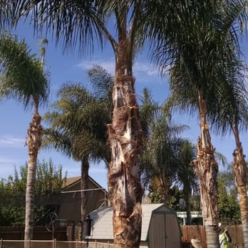 R's Tree Care - Nice and trimmed...looks great thanks! - Tree Services Near Me