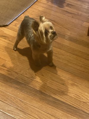 All Fur Pet Grooming